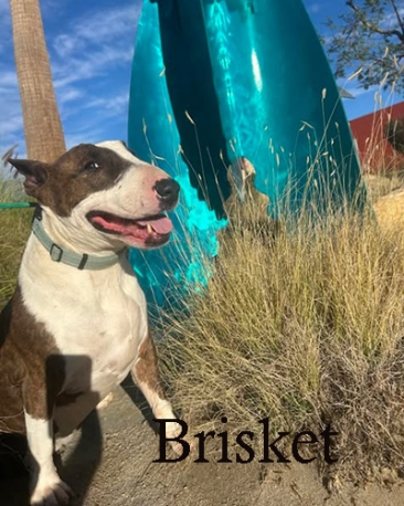 Brisket